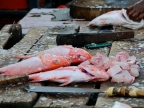 papua-2012-tag04-jayapura-0261