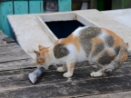 papua-2012-tag04-jayapura-0283