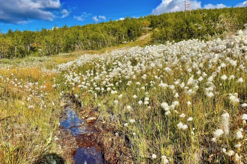 Skandinavien-170