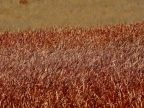 tag-14-khaukum-0806