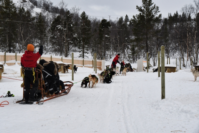 15-Kirkenes-Schlittenhunde-0783
