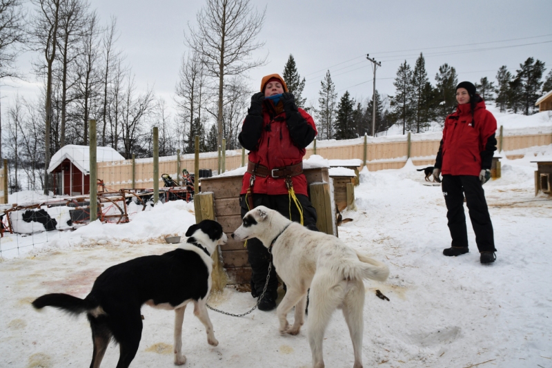 15-Kirkenes-Schlittenhunde-0788