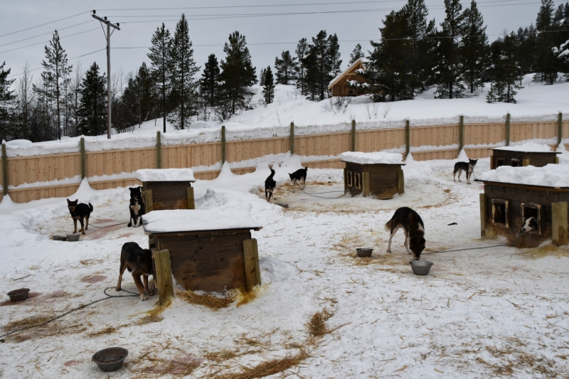 15-Kirkenes-Schlittenhunde-0791