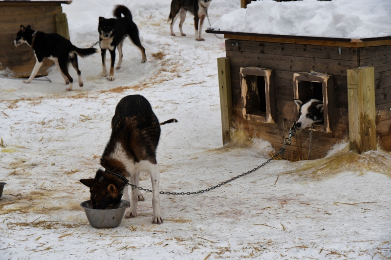 15-Kirkenes-Schlittenhunde-0792