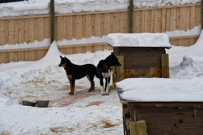 15-Kirkenes-Schlittenhunde-0793