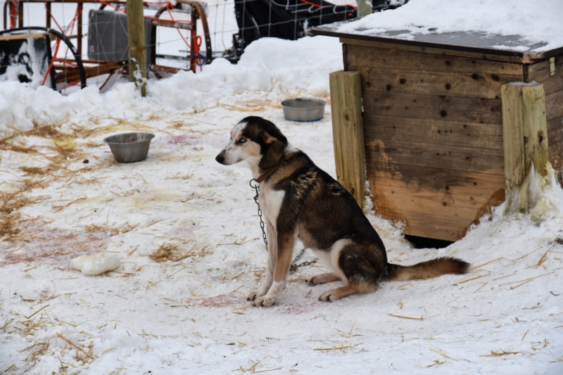 15-Kirkenes-Schlittenhunde-0794