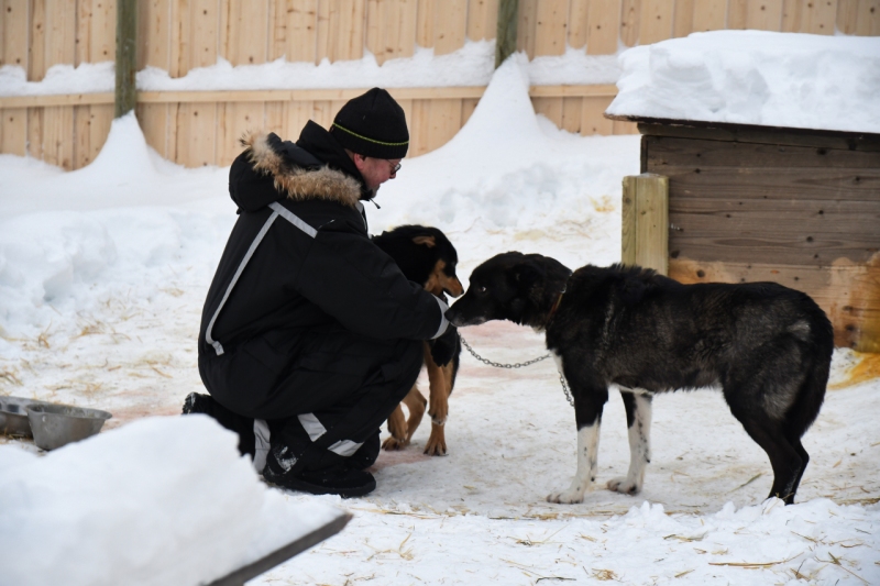 15-Kirkenes-Schlittenhunde-0818