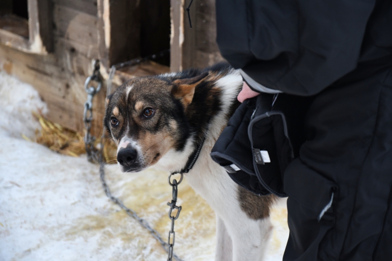 15-Kirkenes-Schlittenhunde-0820