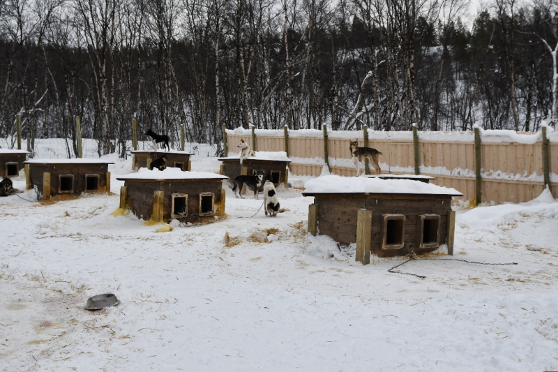 15-Kirkenes-Schlittenhunde-0824