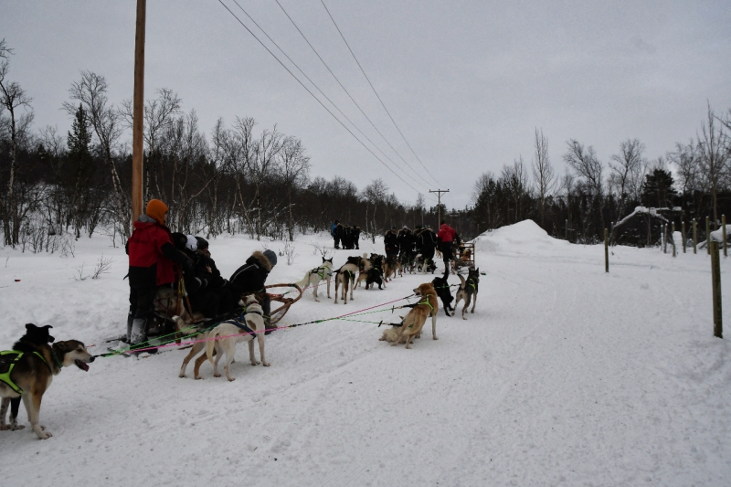 15-Kirkenes-Schlittenhunde-0827