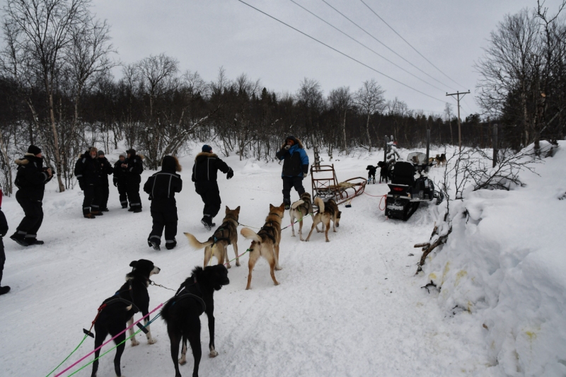 15-Kirkenes-Schlittenhunde-0828