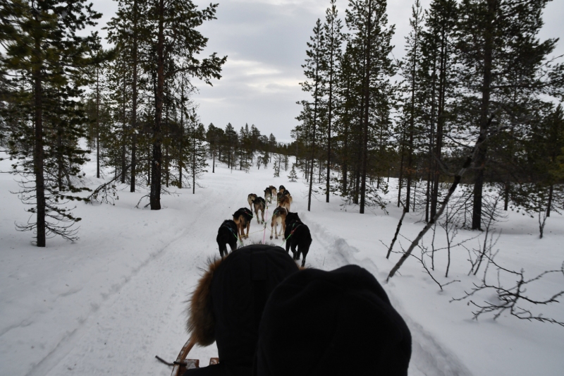 15-Kirkenes-Schlittenhunde-0831