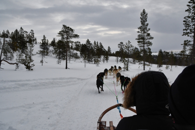 15-Kirkenes-Schlittenhunde-0833