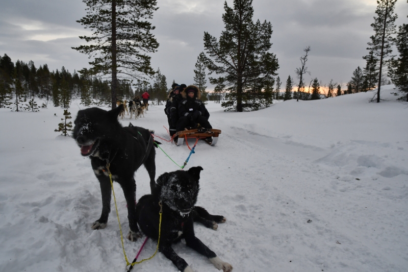 15-Kirkenes-Schlittenhunde-0839