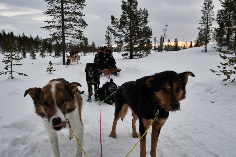 15-Kirkenes-Schlittenhunde-0843