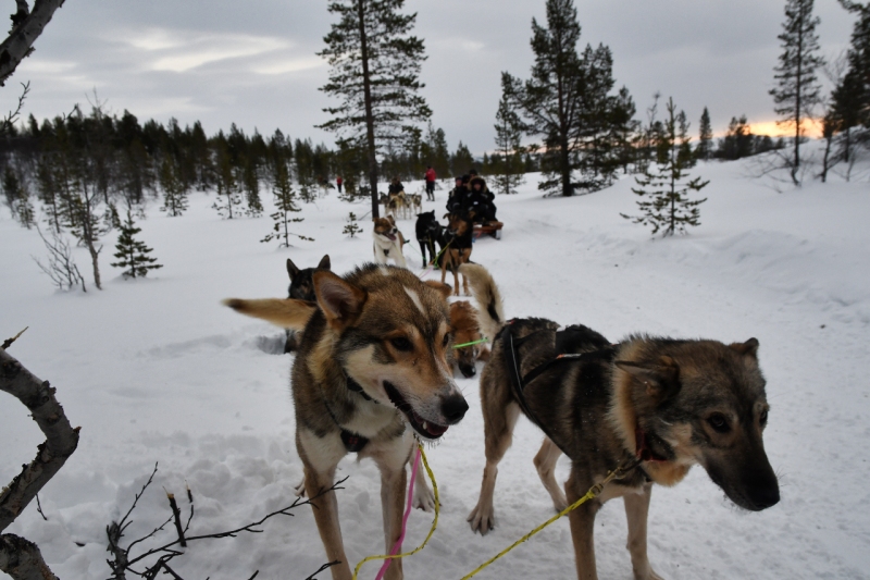 15-Kirkenes-Schlittenhunde-0846