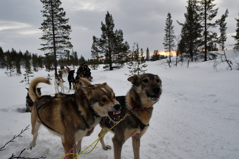 15-Kirkenes-Schlittenhunde-0851