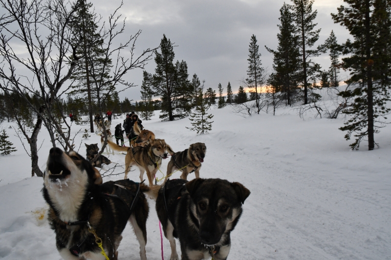 15-Kirkenes-Schlittenhunde-0855