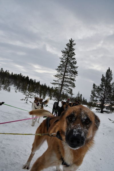 15-Kirkenes-Schlittenhunde-0858