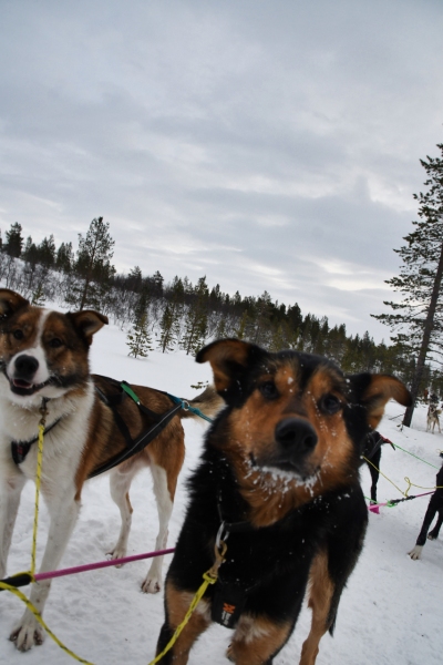 15-Kirkenes-Schlittenhunde-0860