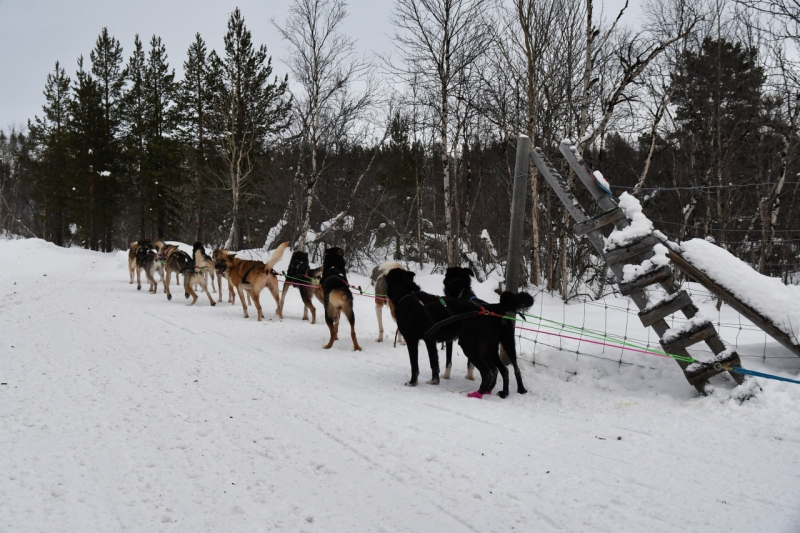 15-Kirkenes-Schlittenhunde-0861