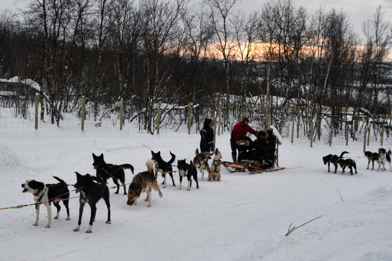 15-Kirkenes-Schlittenhunde-0864
