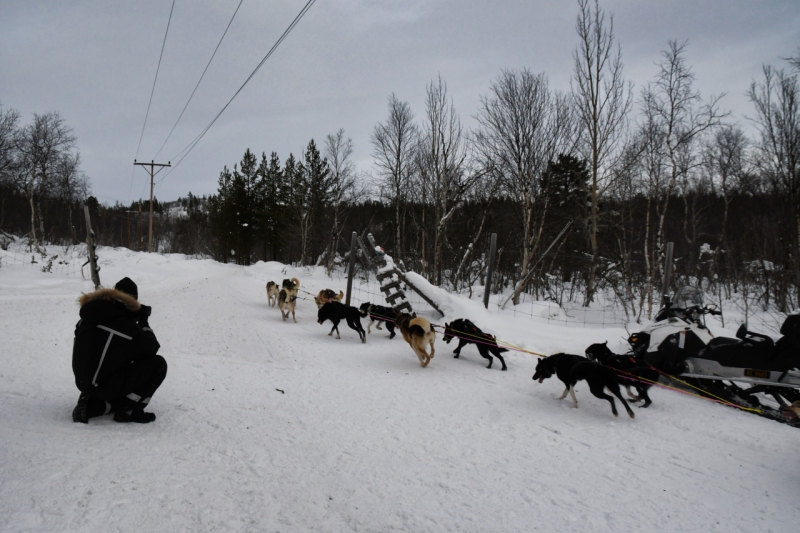 15-Kirkenes-Schlittenhunde-0887