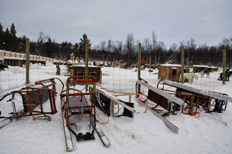 15-Kirkenes-Schlittenhunde-0914