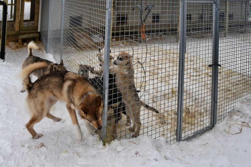 15-Kirkenes-Schlittenhunde-0917