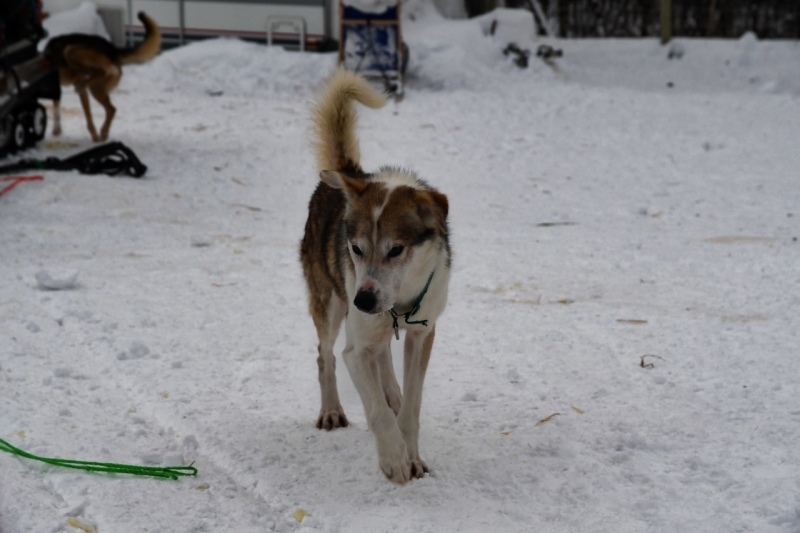 15-Kirkenes-Schlittenhunde-0930