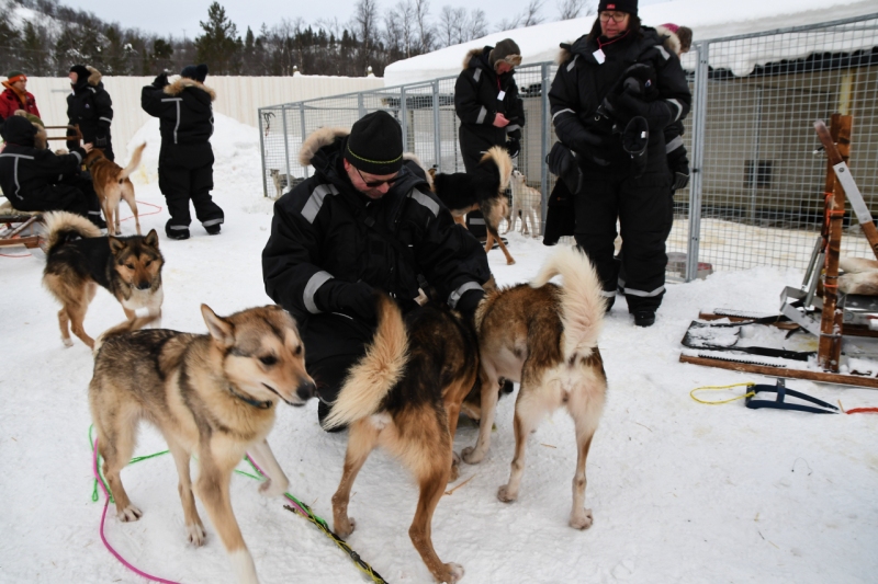 15-Kirkenes-Schlittenhunde-0932