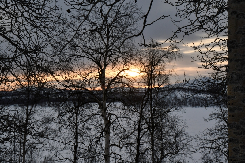 15-Kirkenes-Schlittenhunde-0978