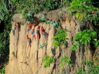 08-tambopada-1453-amazonien-2013