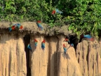 08-tambopada-1457-amazonien-2013