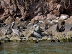 mexiko-2012-tag-06-topolobampo-0749
