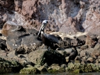 mexiko-2012-tag-06-topolobampo-0750