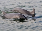 mexiko-2012-tag-06-topolobampo-0789