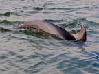 mexiko-2012-tag-06-topolobampo-0790
