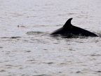 mexiko-2012-tag-06-topolobampo-0799