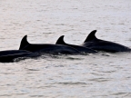 mexiko-2012-tag-06-topolobampo-0802