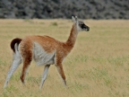 argentinien-2011-1596-torres-del-paine