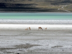 argentinien-2011-1676-torres-del-paine