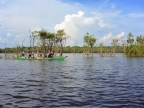 14-urubu-2570-amazonien-2013