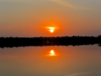 14-urubu-2644-amazonien-2013