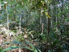 14-urubu-2666-amazonien-2013