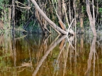 14-urubu-2702-amazonien-2013