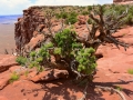 USA 2014 12 Fahrt Dover Creek - Canyonlands 451