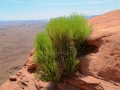 USA 2014 12 Fahrt Dover Creek - Canyonlands 452