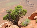 USA 2014 12 Fahrt Dover Creek - Canyonlands 458