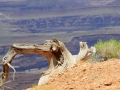 USA 2014 12 Fahrt Dover Creek - Canyonlands 460